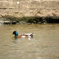DSC_0454.JPG