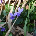 DSC_0956.JPG